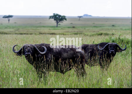 Una coppia di diffidare e alert AAfrican Buffalo sulle vaste savane erbose pianura. Foto Stock