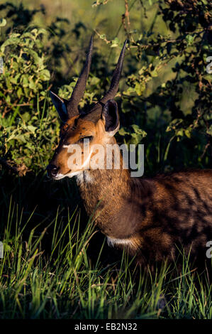 Mosche coprire il volto di un maschio di avviso Bushbuck riparo dal calore in un fresco ruscello bed al tramonto. Foto Stock