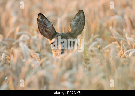 Il capriolo (Capreolus capreolus), in un campo di grano, Austria Inferiore, Austria Foto Stock