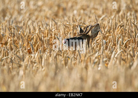 Il capriolo (Capreolus capreolus), buck in un campo di grano, Austria Inferiore, Austria Foto Stock