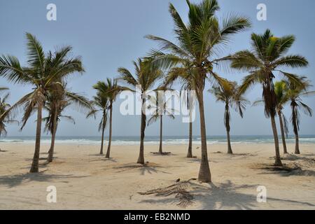 Palme sulla spiaggia, vicino a Salalah, Regione di Dhofar, Oman Foto Stock