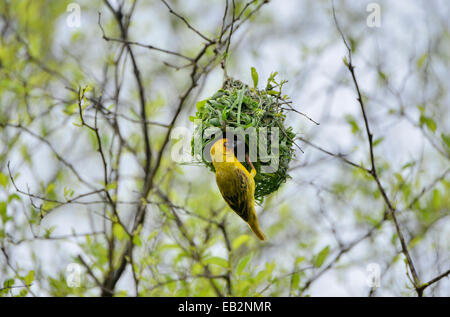 Eastern Golden Weaver (Ploceus subaureus) costruire un nido, Regione di Dhofar, Oman Foto Stock