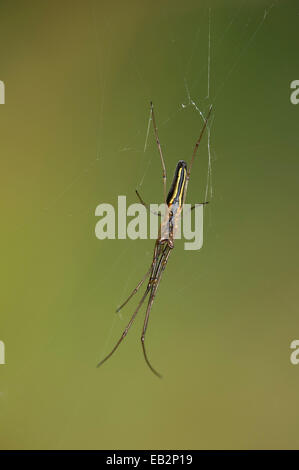 A lungo a ganasce Spider (Tetragnatha extensa), Versoix, Cantone di Ginevra, Svizzera Foto Stock