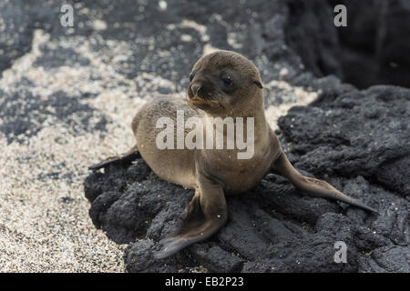 I giovani le Galapagos Sea Lion (Zalophus wollebaeki), PUP, Fernandina Island, Isole Galapagos, Ecuador Foto Stock