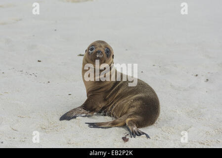 I giovani le Galapagos Sea Lion (Zalophus wollebaeki), PUP, Española Island Isole Galapagos, Ecuador Foto Stock