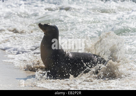 Le Galapagos Sea Lion (Zalophus wollebaeki) nel surf, San Cristobal Island Isole Galapagos, Ecuador Foto Stock