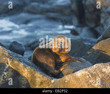 I giovani le Galapagos Sea Lion (Zalophus wollebaeki), PUP, Mosquera Island Isole Galapagos, Ecuador Foto Stock