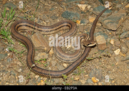 Quattro-rigato Snake (Elaphe quatorlineata) crogiolarsi al sole, Kerkini-Seegebiet, Macedonia centrale, Grecia Foto Stock