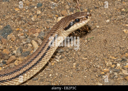 Quattro-rigato Snake (Elaphe quatorlineata), il lago di Kerkini area centrale, Macedonia, Grecia Foto Stock