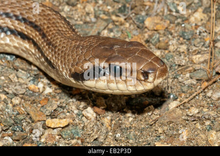 Quattro-rigato Snake (Elaphe quatorlineata), il lago di Kerkini area centrale, Macedonia, Grecia Foto Stock