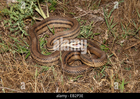 Quattro-rigato Snake (Elaphe quatorlineata) in una posizione difensiva, il lago di Kerkini area centrale, Macedonia, Grecia Foto Stock