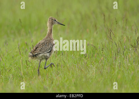 Nero-tailed Godwit (Limosa limosa), adagiato sul prato, Buren, Ameland, Paesi Bassi Foto Stock