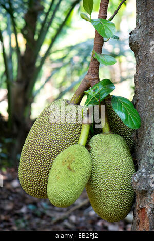 Jackfruit o Jack Tree (Artocarpus heterophyllus), la frutta che cresce sull'albero, Peermade, Kerala, India Foto Stock