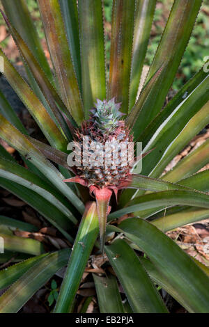 Ananas (Ananas comosus), impianti Peermade, Kerala, India Foto Stock