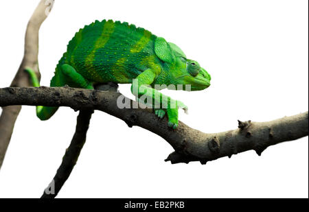 Camaleonte gigante, Chamaeleo melleri con forte colore verde al disopra del ramo, su bianco Foto Stock