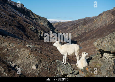 Dall pecore (ovis dalli), per Pecora con agnello, Parco Nazionale di Denali, Alaska, Stati Uniti Foto Stock