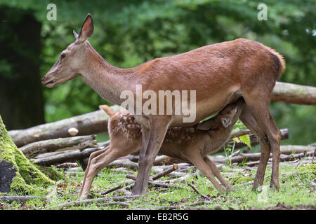 Il cervo (Cervus elaphus), doe vitello lattante, Vulkaneifel, Renania-Palatinato, Germania Foto Stock