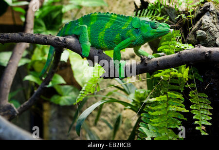 Camaleonte gigante, Chamaeleo melleri con forte colore verde al disopra del ramo Foto Stock