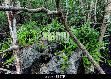 In una foresta di mangrovie muschio germogli di felce da qualsiasi superficie disponibile anche un morto e frastagliate Coral reef. Foto Stock