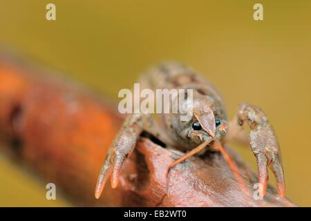 Un granchio di acqua dolce, Austropotamobius pallipes, un endemico gamberi di fiume, ora in via di estinzione dalla perdita di habitat e le specie introdotte. Foto Stock