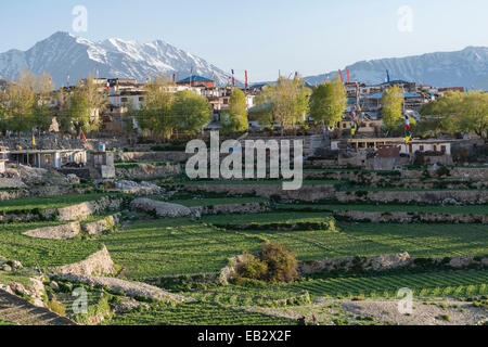 Il villaggio di Nako circondato da verdi campi e montagne coperte di neve, Nako, Himachal Pradesh, India Foto Stock