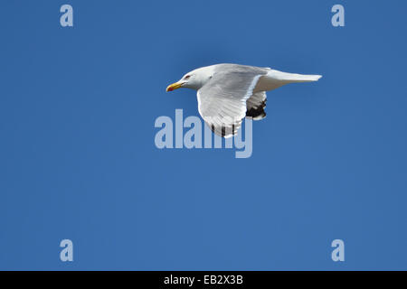 Giallo-zampe (gabbiano Larus giallo-zampe) contro un cielo blu, Sa Dragonera parco naturale, Maiorca, isole Baleari, Spagna Foto Stock