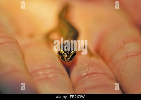 Close up di un tritone palmate, Triturus helveticus, sulla mano di una persona, nella stagione riproduttiva. Foto Stock