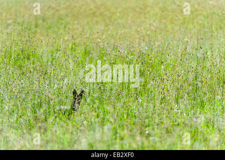 Un avviso Black-backed Jackal affiora fino sopra la semina di graminacee mentre la caccia su una pianura di Savannah. Foto Stock