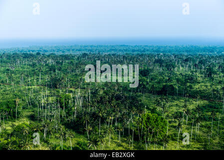 Lussureggianti terreni agricoli punteggiato di Palm tree e piantagioni di colture agricole. Foto Stock