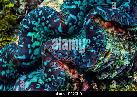 L'iridato neon blue le labbra di un gigante di Clam su un tropicale barriera corallina. Foto Stock