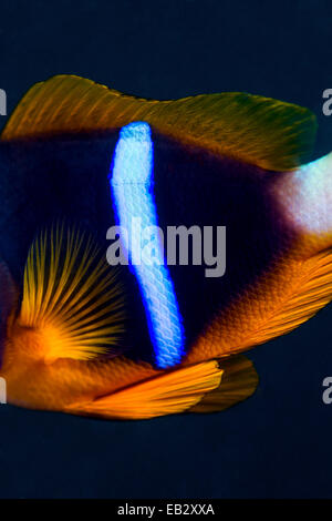 L'iridato neon striscia blu sul fianco di un anemonefish di notte. Foto Stock