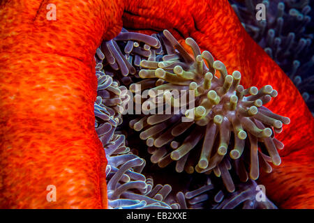 Un cluster di sensazioni puntorie tentacoli di un colore rosso brillante magnifica anemone marittimo. Foto Stock