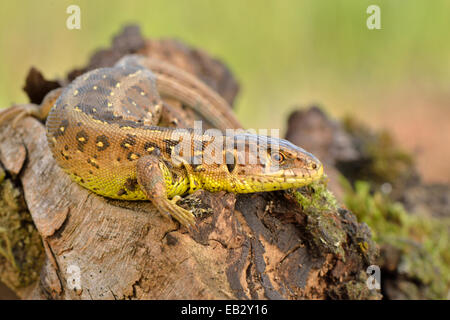 Biacco (Lacerta agilis), femmina, crogiolandosi al sole, appena prima della deposizione delle uova, Dortmund, distretto della Ruhr Foto Stock