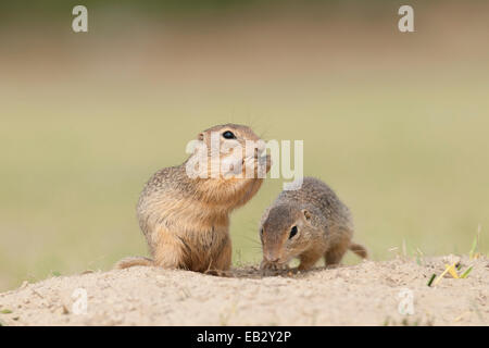 Due terreno europeo scoiattoli o europeo (Sousliks Spermophilus citellus), Seewinkel, Burgenland, Austria Foto Stock