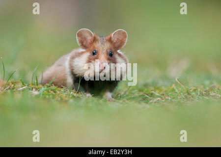 Unione hamster (Cricetus cricetus), giovane, Simmering, Vienna, Vienna, Austria Foto Stock