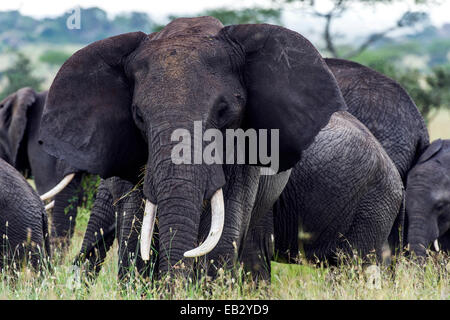 Un elefante africano a pascolo del bestiame sulle erbe sulla savana. Foto Stock