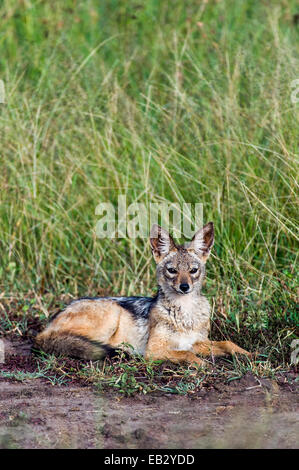 Un Black-backed Jackal in appoggio in una radura tra le alte erbe della savana pianura. Foto Stock