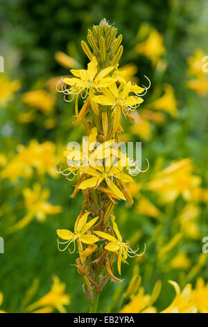 Re della lancia o giallo Asphodel (Asphodeline lutea), fioritura, pianta di giardino nativo del Mediterraneo, Turingia, Germania Foto Stock