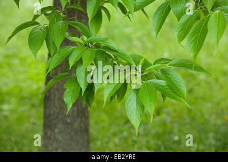 Resistente struttura in gomma (Eucommia ulmoides), foglie, nativo di Cina centrale, Turingia, Germania Foto Stock