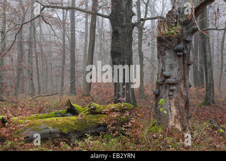 Morto il faggio (Fagus sylvatica) con tinder fungo (Fomes fomentarius), Parco Nazionale Hainich, Turingia, Germania Foto Stock