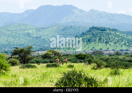 Una giraffa family navigando tra boschi aperti ai piedi di aspre colline. Foto Stock