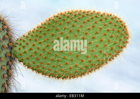 Dettaglio di un gigante di ficodindia cactus a Las Bachas sull isola di Santa Cruz Galapagos nel Parco Nazionale. Foto Stock