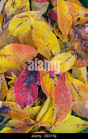 Prunus Amanogawa. Frosty Cherry Amanogawa lascia pattern in autunno Foto Stock