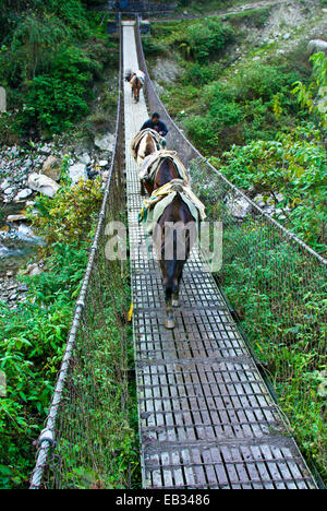 Un abitante di un villaggio attraversa un ponte di sospensione tra le montagne con il suo pack mule il treno. Foto Stock