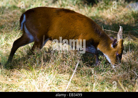 Un Muntjac, noto anche come un cervo che abbaia, pascolo su breve erbe alpine. Foto Stock