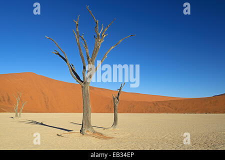 Morto il Camel Thorn o Giraffe Thorn (Acacia erioloba) alberi nella luce della sera, Deadvlei, Sossusvlei, Parco Namib-Naukluft Foto Stock