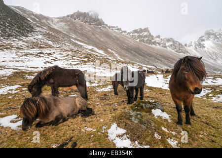 Cavalli islandesi in inverno di fronte montagne innevate, Vestrahorn, Stokksnes, Höfn, Islanda Foto Stock