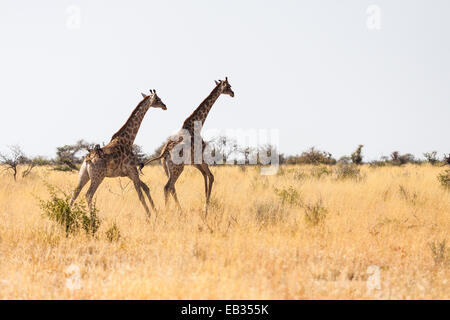 Giraffe (Giraffa camelopardalis) in esecuzione nella savana, il Parco Nazionale di Etosha, Namibia Foto Stock