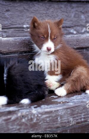 Ritratto di rare eschimese canadese di cuccioli. Foto Stock