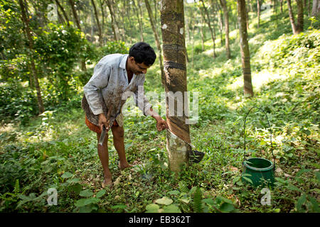 L'uomo facendo una incisione su un albero di gomma (Hevea Brasiliensis), su una gomma naturale plantation, Peermade, Kerala, India Foto Stock